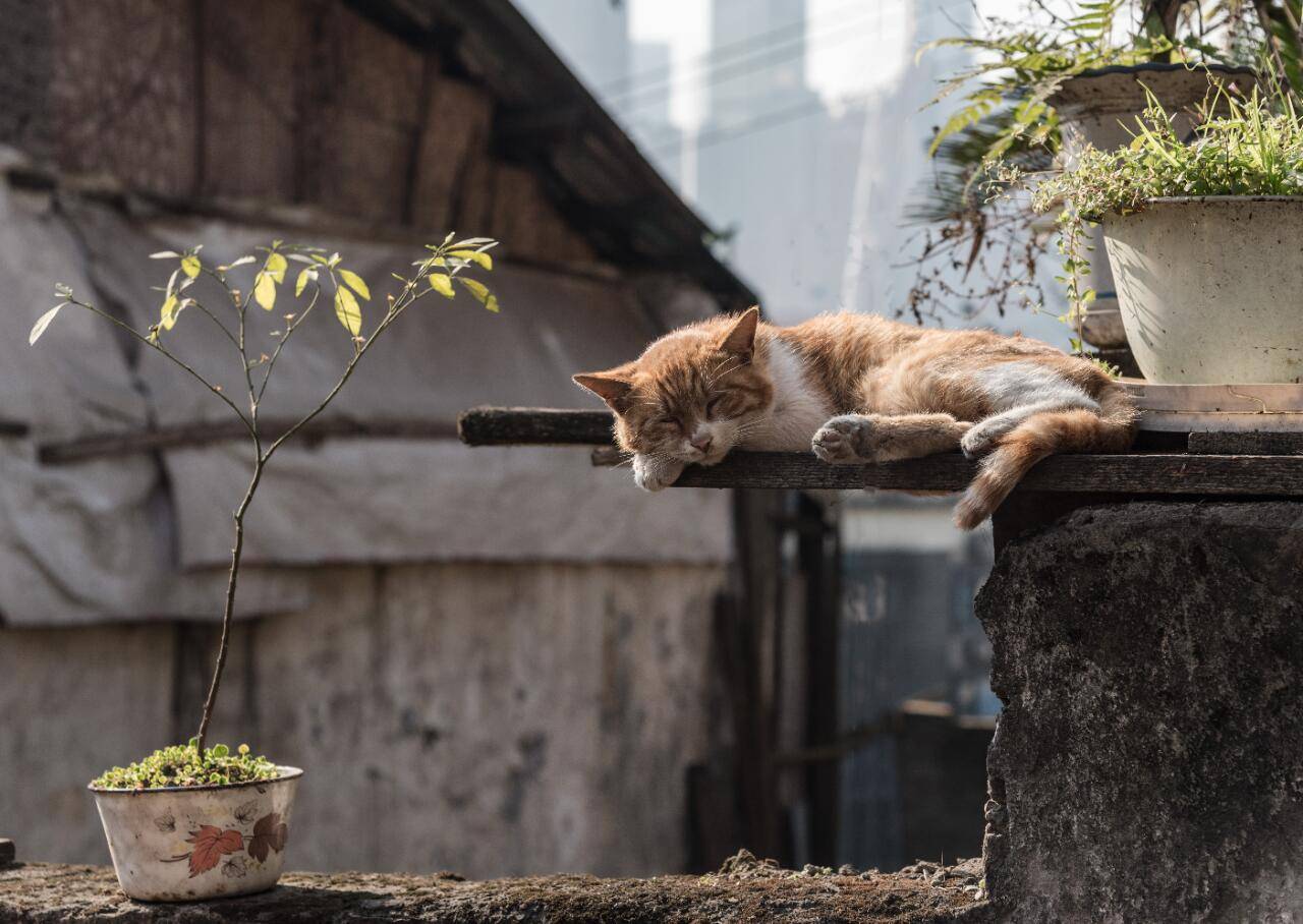 纯玩游推荐排行榜（无购物纯玩优选）冰球突破爆百万大奖2026 年重庆(图2)